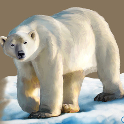 Иллюстрация для книги Брема «Жизнь животных» «Белый медведь»