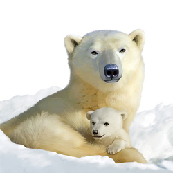 Иллюстрация для книги Брема «Жизнь животных» «Белые медведи»
