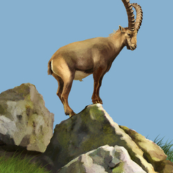 Иллюстрация для книги Брема «Жизнь животных» «Горный козел»