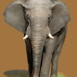 Иллюстрация для книги Брема «Жизнь животных» «Слон»