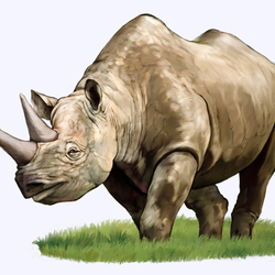 Иллюстрация для книги Брема «Жизнь животных» «Носорог»