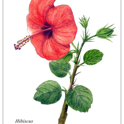 Гибискус (ботаническая иллюстрация)
