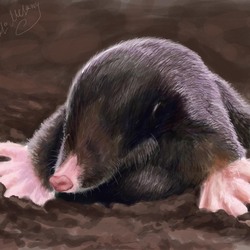 Mole