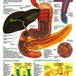 анатомия человека. желудок