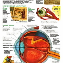 анатомия человека. зрение