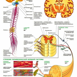 анатомия человека. ЦНС