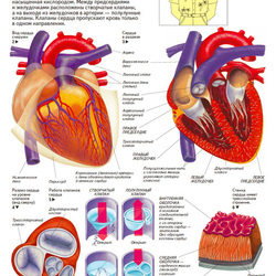 анатомия человека. сердце