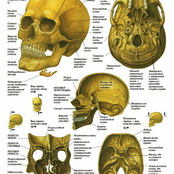 анатомия человека. череп