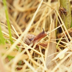 виноградинка