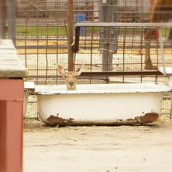 невозмутимая глупость