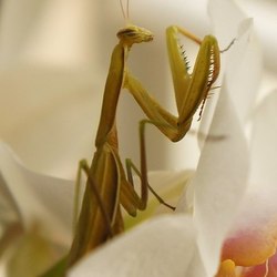 богомолица