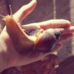 слюнявый питомец