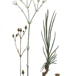 Эремогоне скальная. Иллюстрация к Красной книге Тверской области 2012