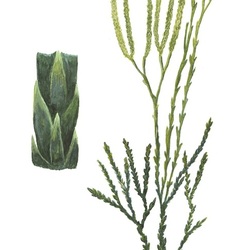 Дифазиаструм трехколосковый. Иллюстрация к Красной книге Тверской области 2012