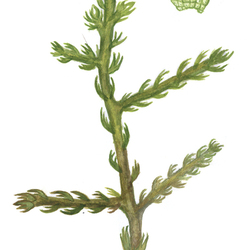 Курция малоцветковая