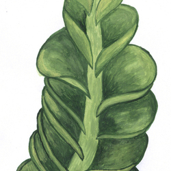 Одонтосхизма оголенная