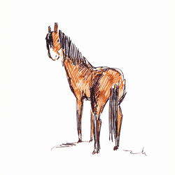 Little Horse