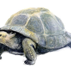 Витраж черепаха рисунок