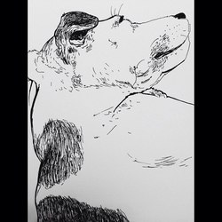 Сны моей собаки