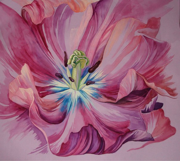 Розовый Тюльпан