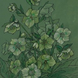 Helleborus