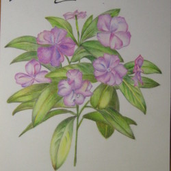 Brunfelsia 