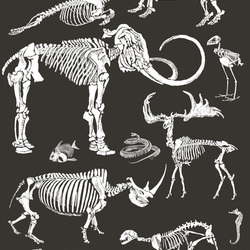 skelet.jpg