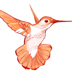 Humming-bird