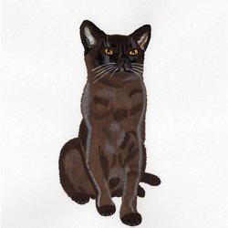 Кошка породы бурма