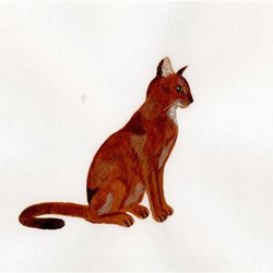 Абиссинская кошка