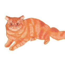 Кошка Мисюсь