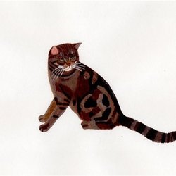 Европеец Тиша