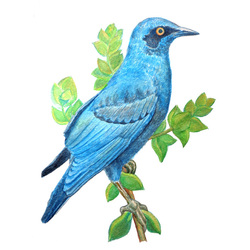 Изумрудный скворец