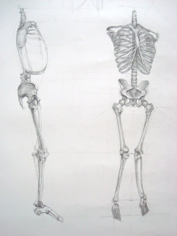 Рисунок скелет человека академический рисунок