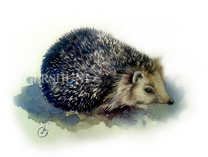 Ёж (Erinaceus europaeus)