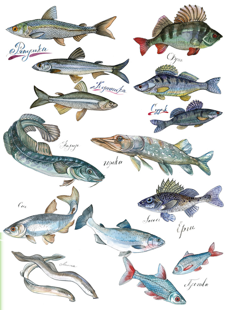 Картинка речные рыбы для детей. Речные рыбы. Речная рыба иллюстрация. Изображение речных рыб. Пресноводные рыбы Пресноводные рыбы.