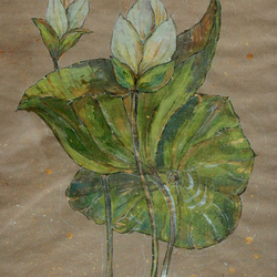 Лотосы. Возрождение.