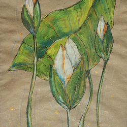 Лотосы. Возрождение.