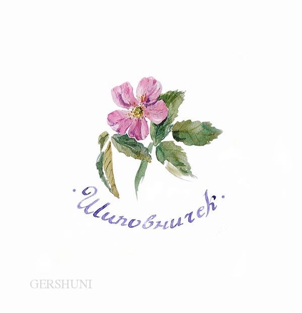 Шиповничек (Rosaceae)