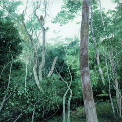 Лес в окрестностях Итамарати ди Минас