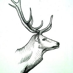 Deer