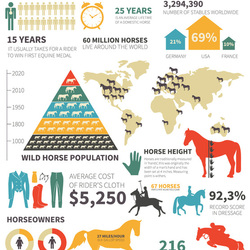 Инфографика про конный спорт