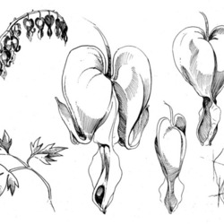 Дицентра великолепная