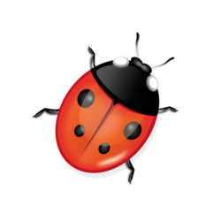 ladybird