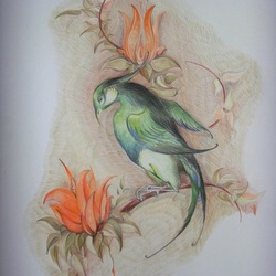 "Райская птица"