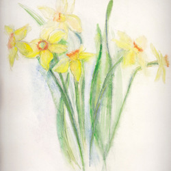 Нарциссы 
