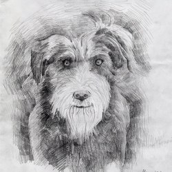 Собака, каранлдашом.