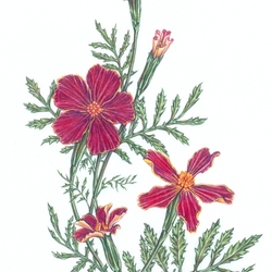 Tagetes