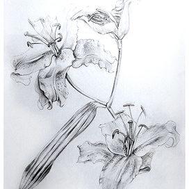 Ботанические зарисовки: лилии