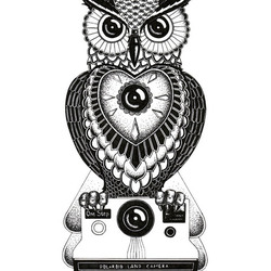 owl